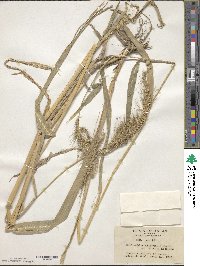 Echinochloa crus-galli image