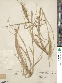 Echinochloa frumentacea image