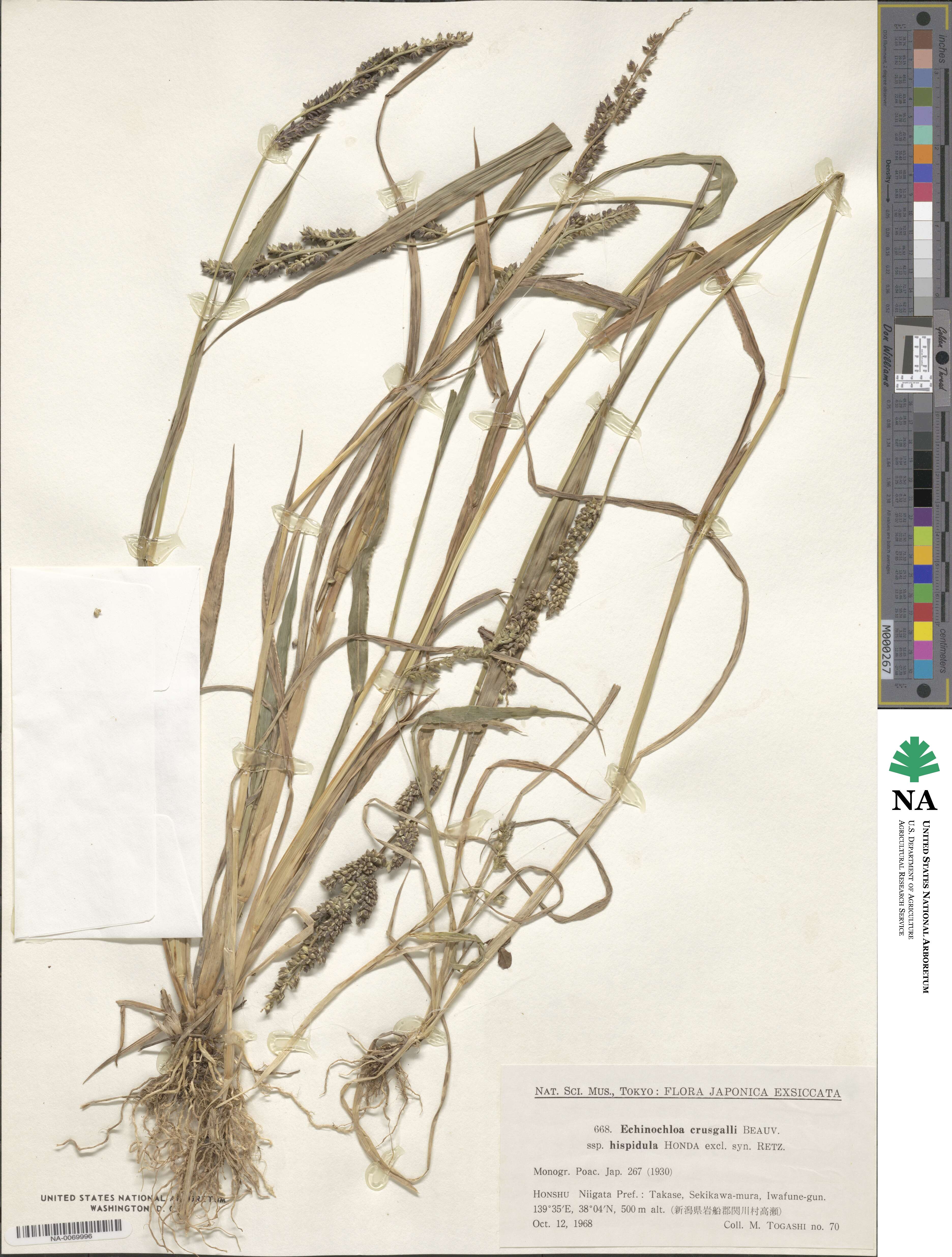Echinochloa oryzoides image