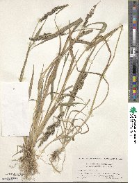 Echinochloa oryzoides image