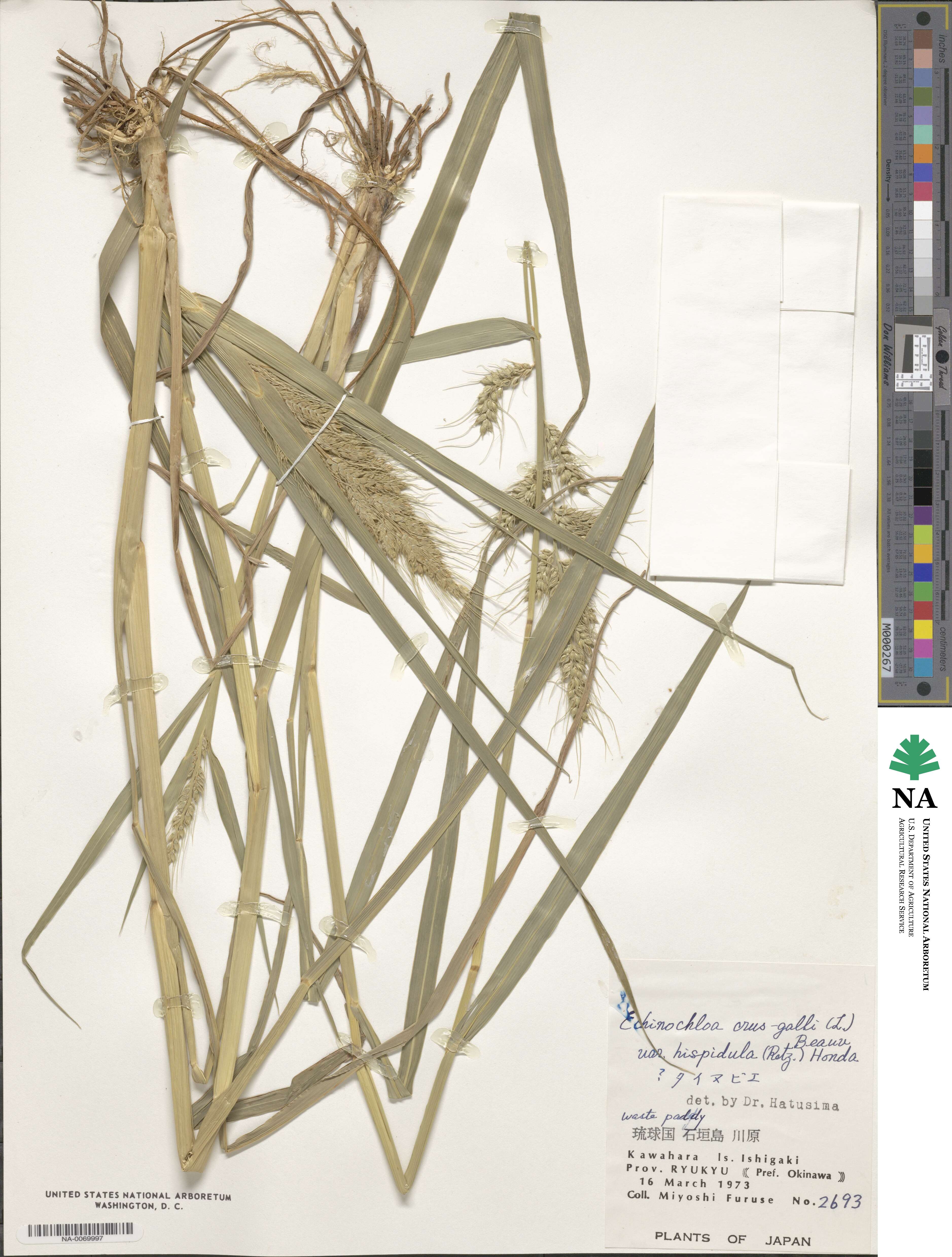 Echinochloa oryzoides image