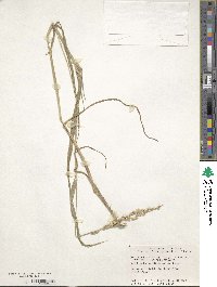 Echinochloa crus-galli image