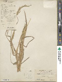 Echinochloa crus-galli image