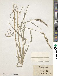 Echinochloa crus-galli subsp. crus-galli image