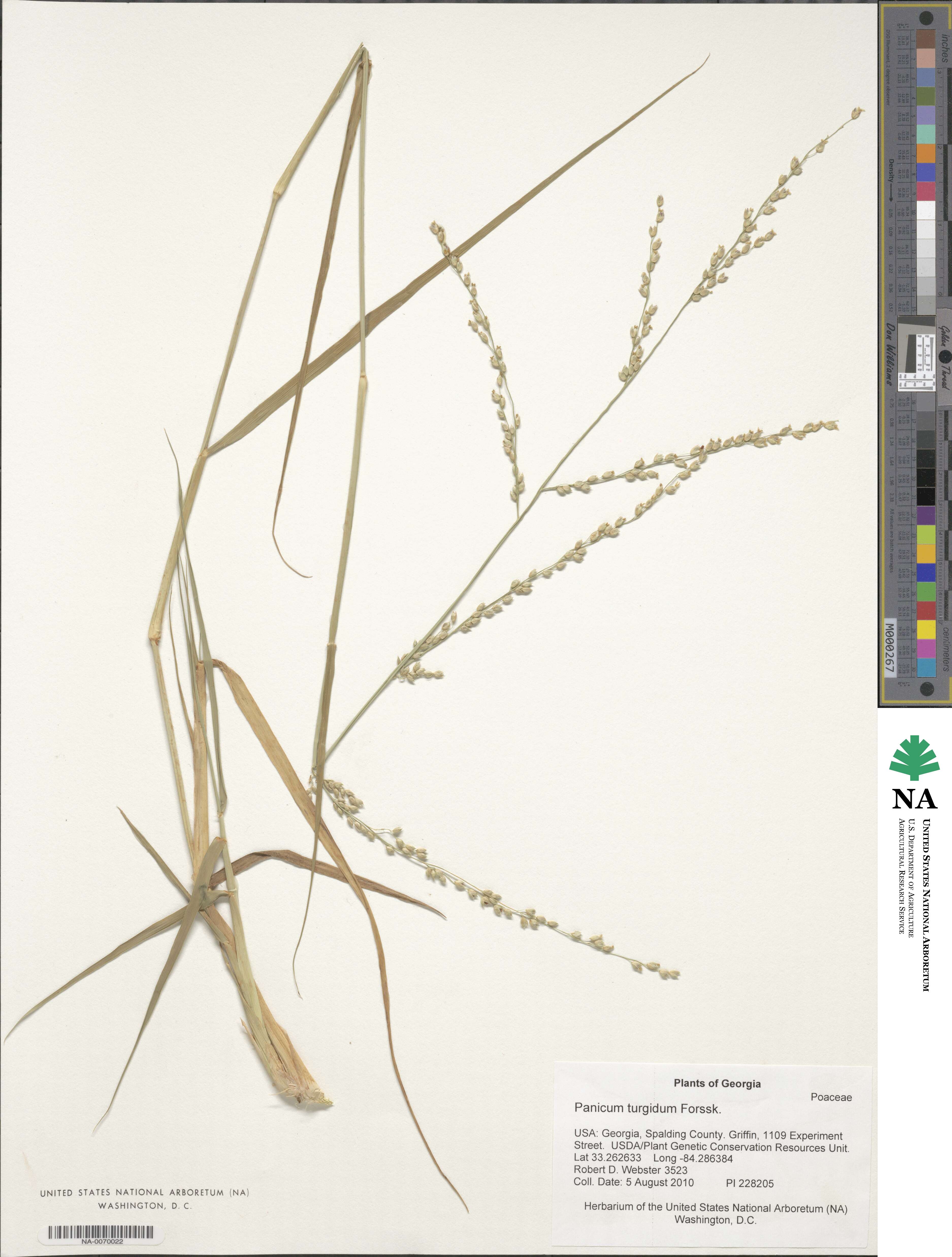 Panicum turgidum image