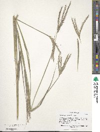 Andropogon gerardi image