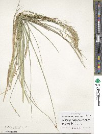 Chrysopogon fulvus image