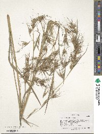 Themeda triandra image