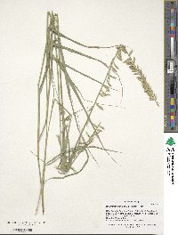 Bouteloua curtipendula image