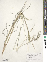 Bothriochloa bladhii image