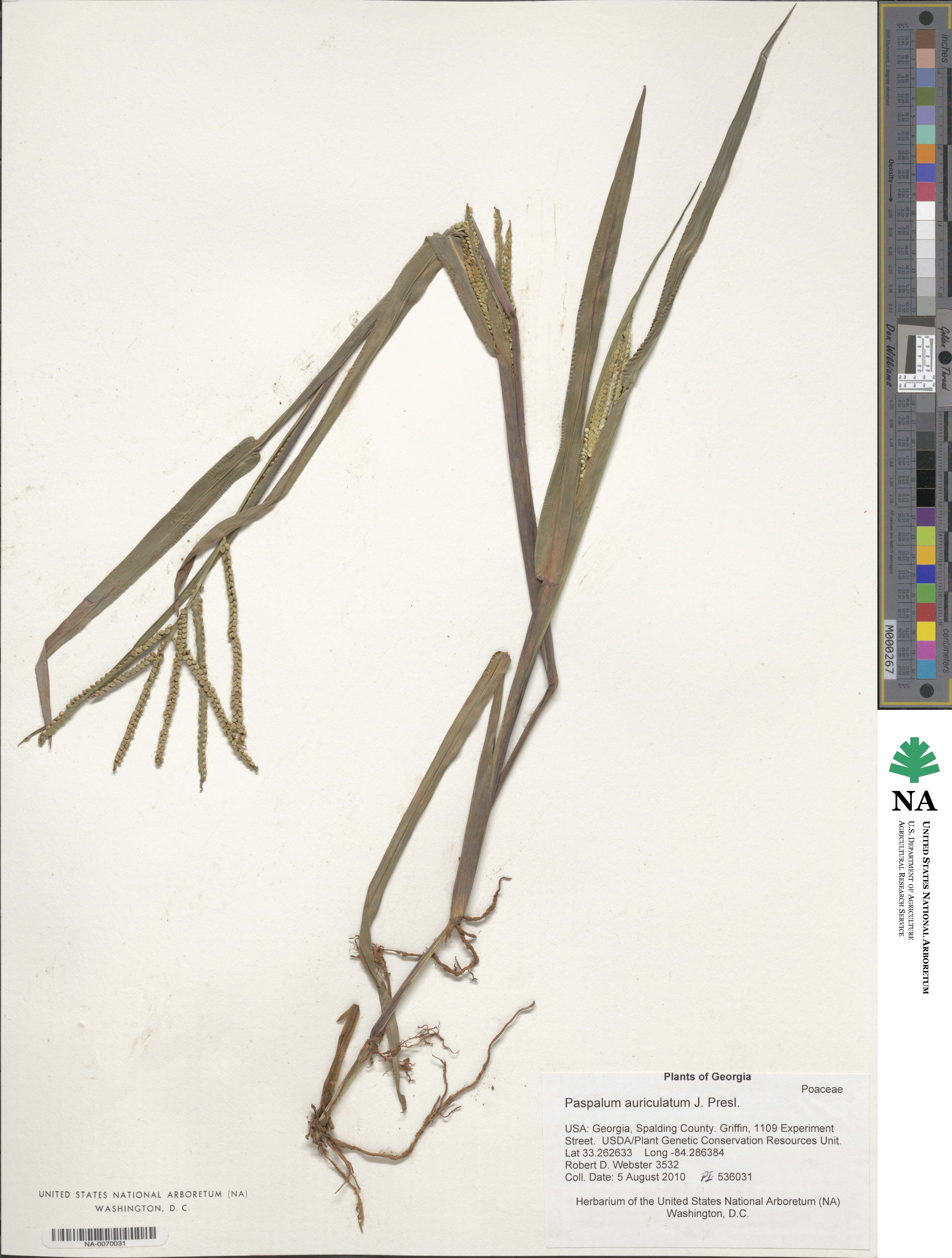 Paspalum scrobiculatum image