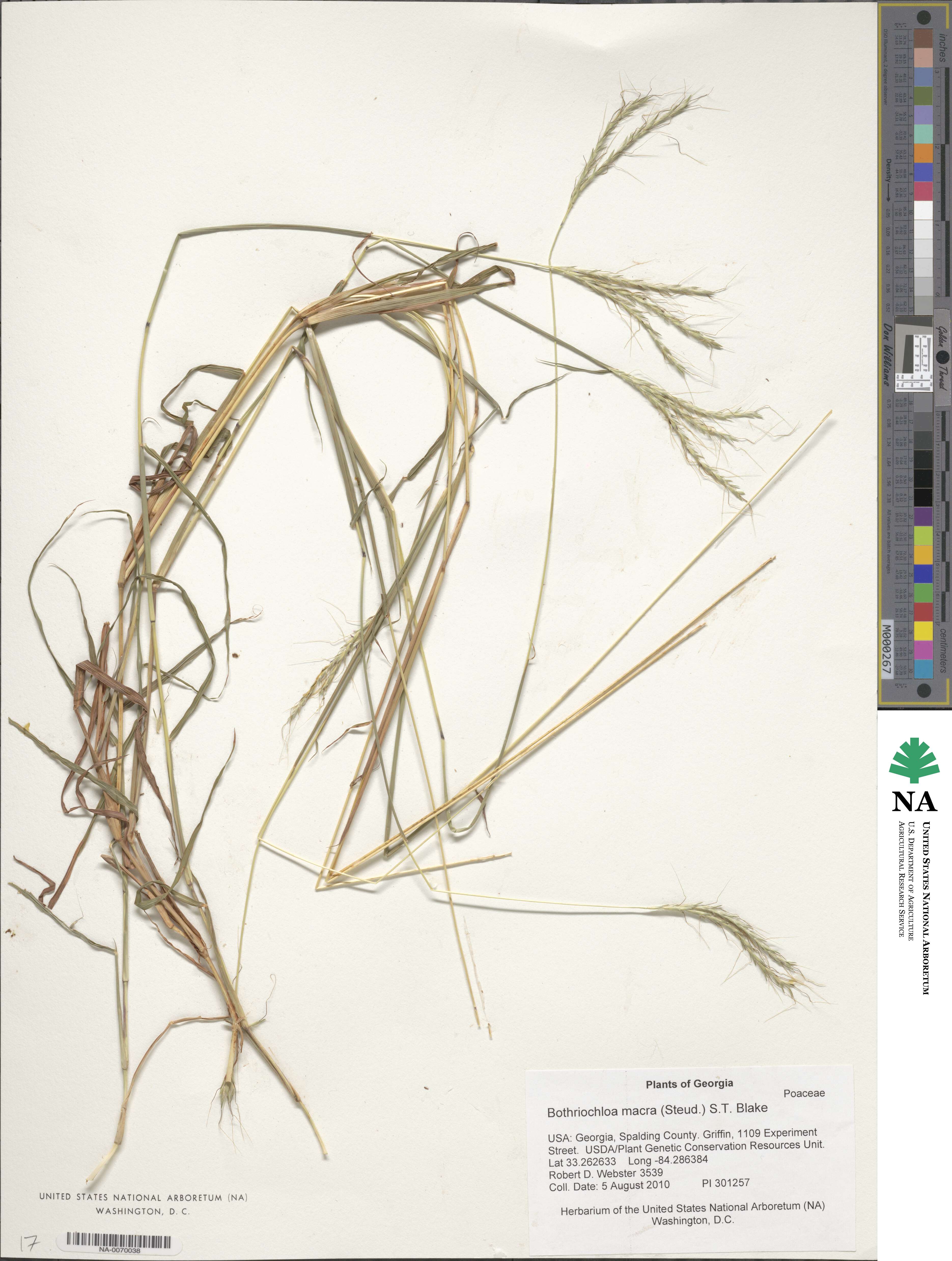 Bothriochloa macra image