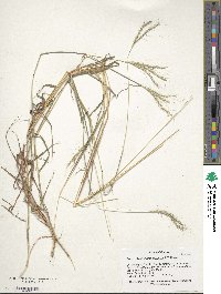 Bothriochloa macra image