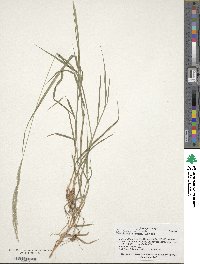 Digitaria californica image