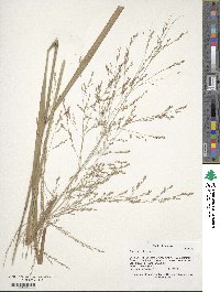 Panicum virgatum image