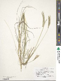 Bothriochloa ischaemum image