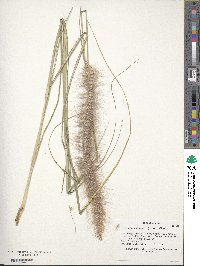 Cenchrus setaceus image