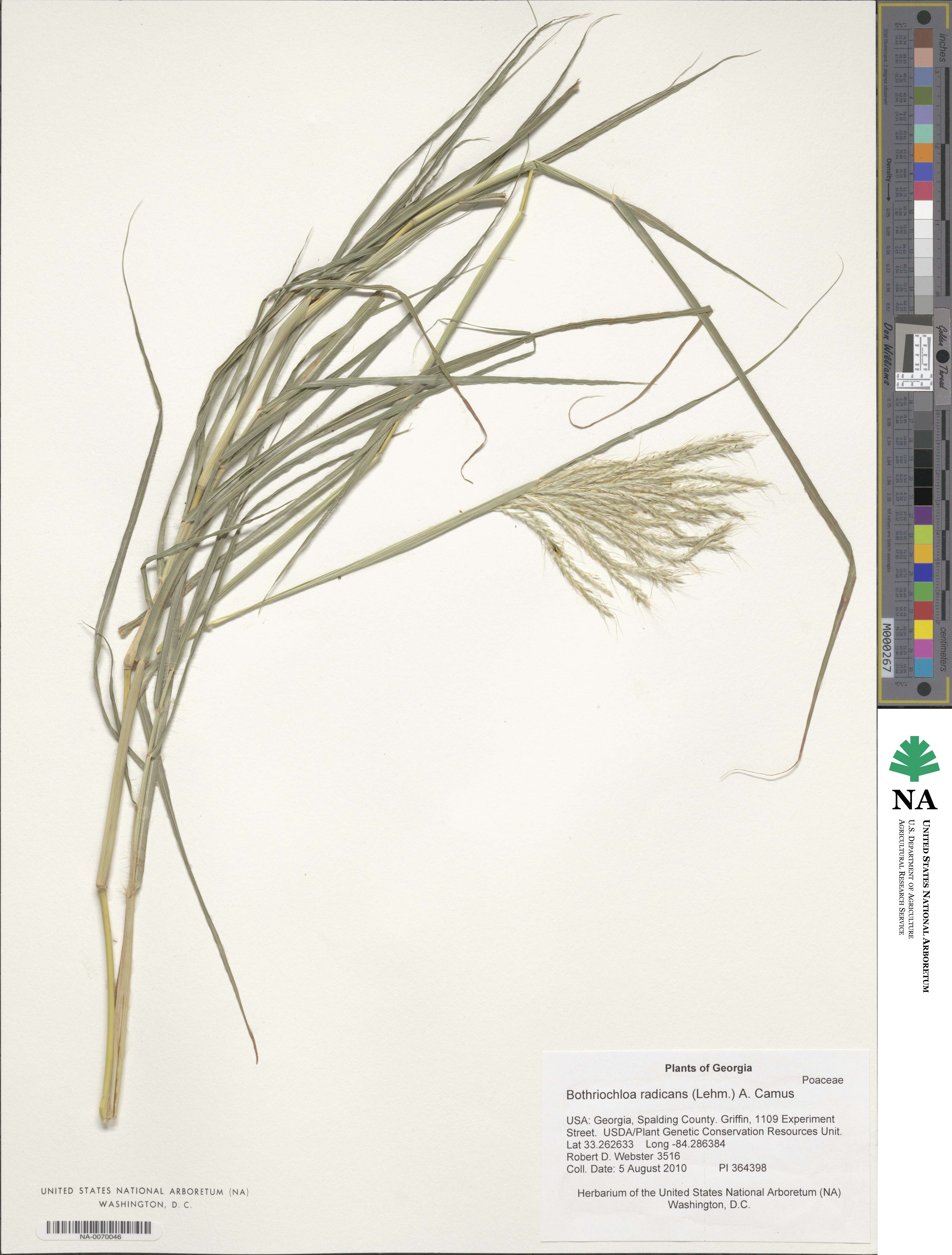 Bothriochloa radicans image