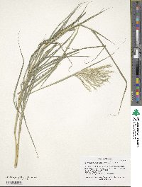 Image of Bothriochloa radicans