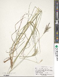 Bothriochloa ischaemum image