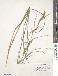 Themeda triandra image