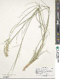 Image of Cymbopogon pospischilii