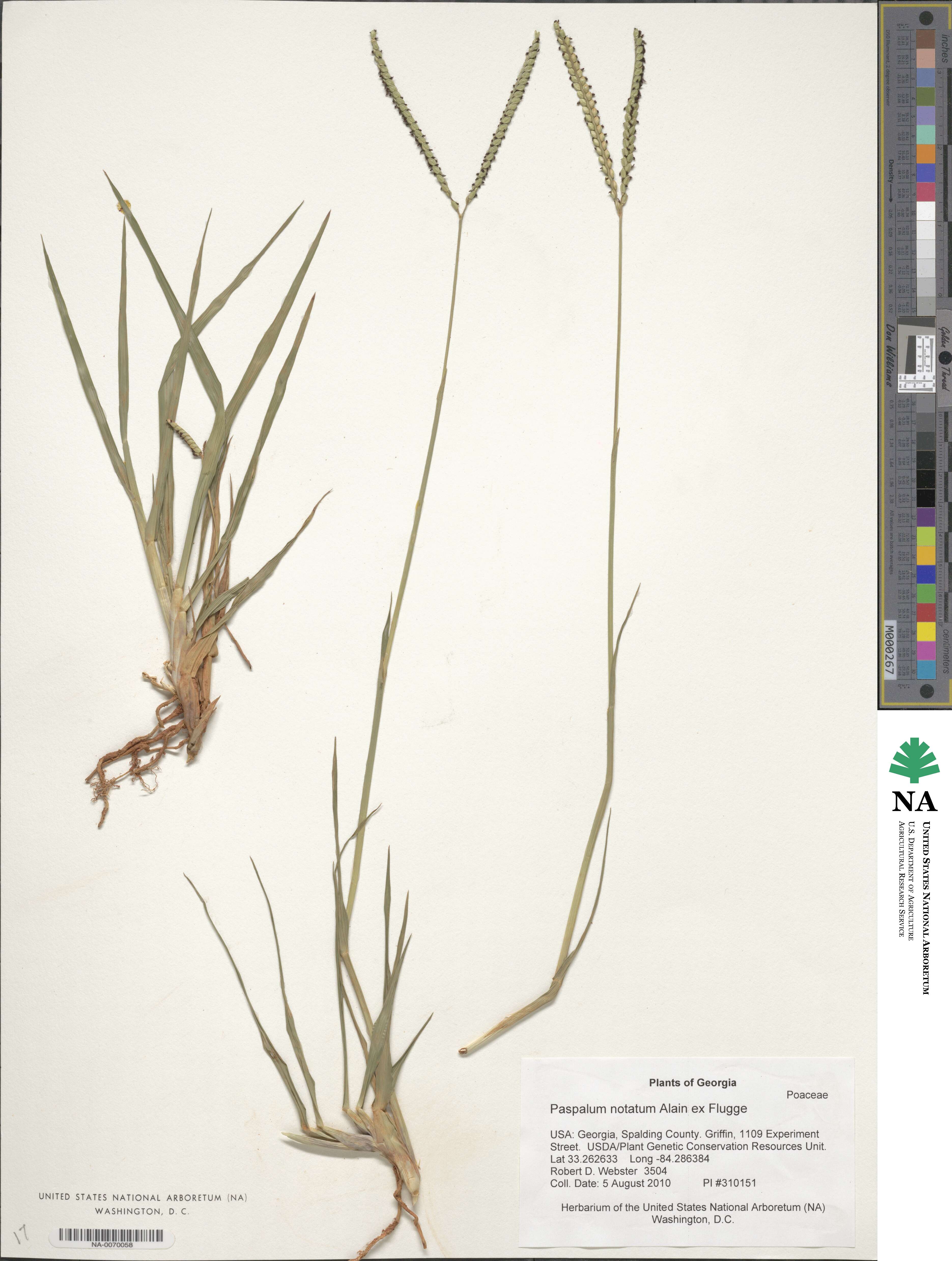 Paspalum notatum image