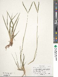 Paspalum notatum image