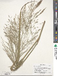 Panicum virgatum image