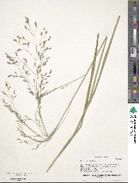 Panicum virgatum image