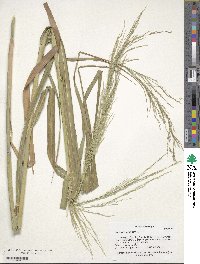 Panicum virgatum image