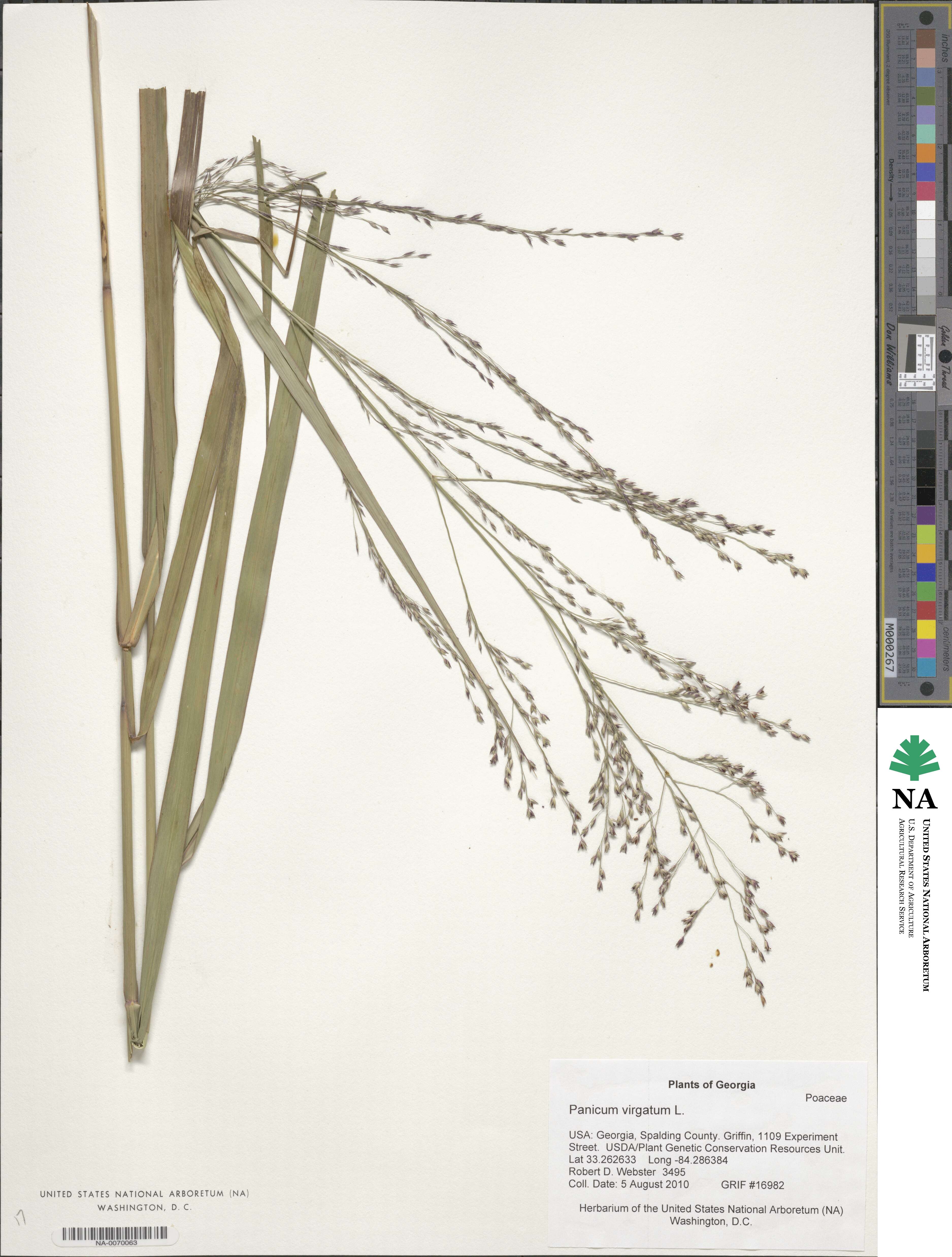 Panicum virgatum image