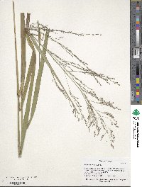 Panicum virgatum image