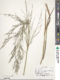 Panicum virgatum image