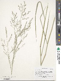 Panicum virgatum image