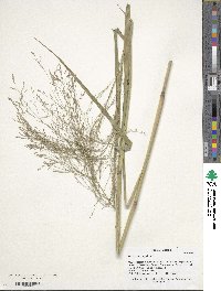 Panicum virgatum image