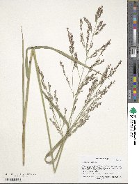 Panicum virgatum image