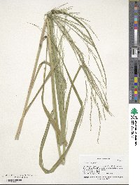 Panicum virgatum image