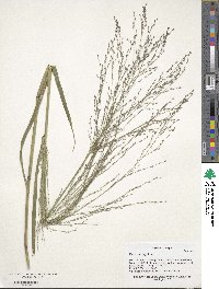 Panicum virgatum image