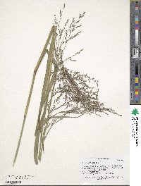 Panicum virgatum image