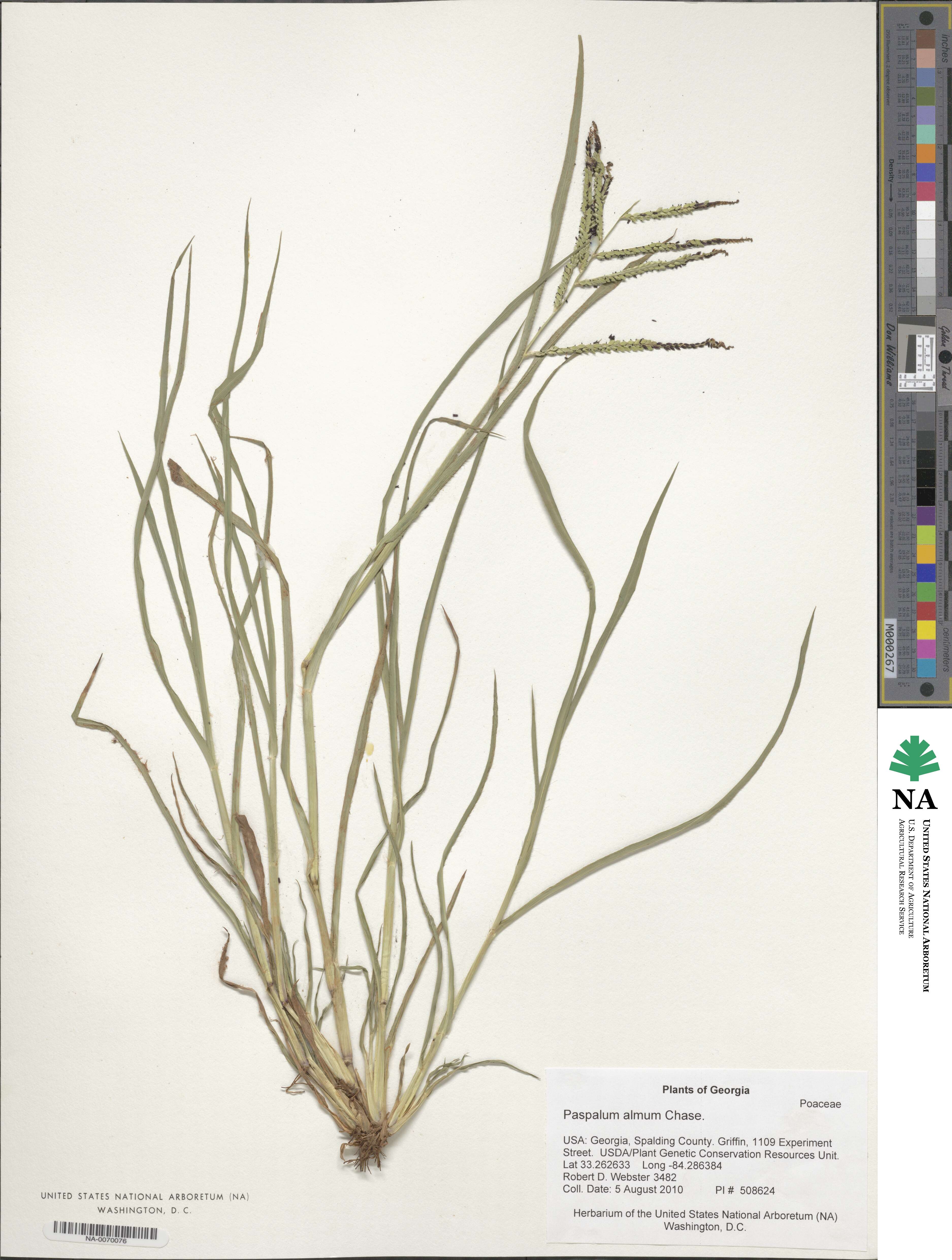 Paspalum almum image