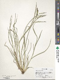 Paspalum almum image