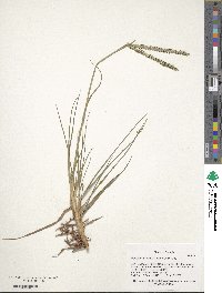 Paspalum notatum image