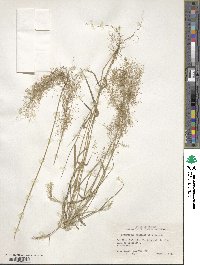 Eragrostis unioloides image