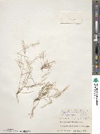 Eragrostis unioloides image