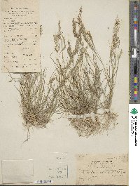 Eragrostis unioloides image