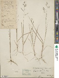 Image of Eragrostis atrovirens