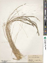 Image of Eragrostiella bifaria