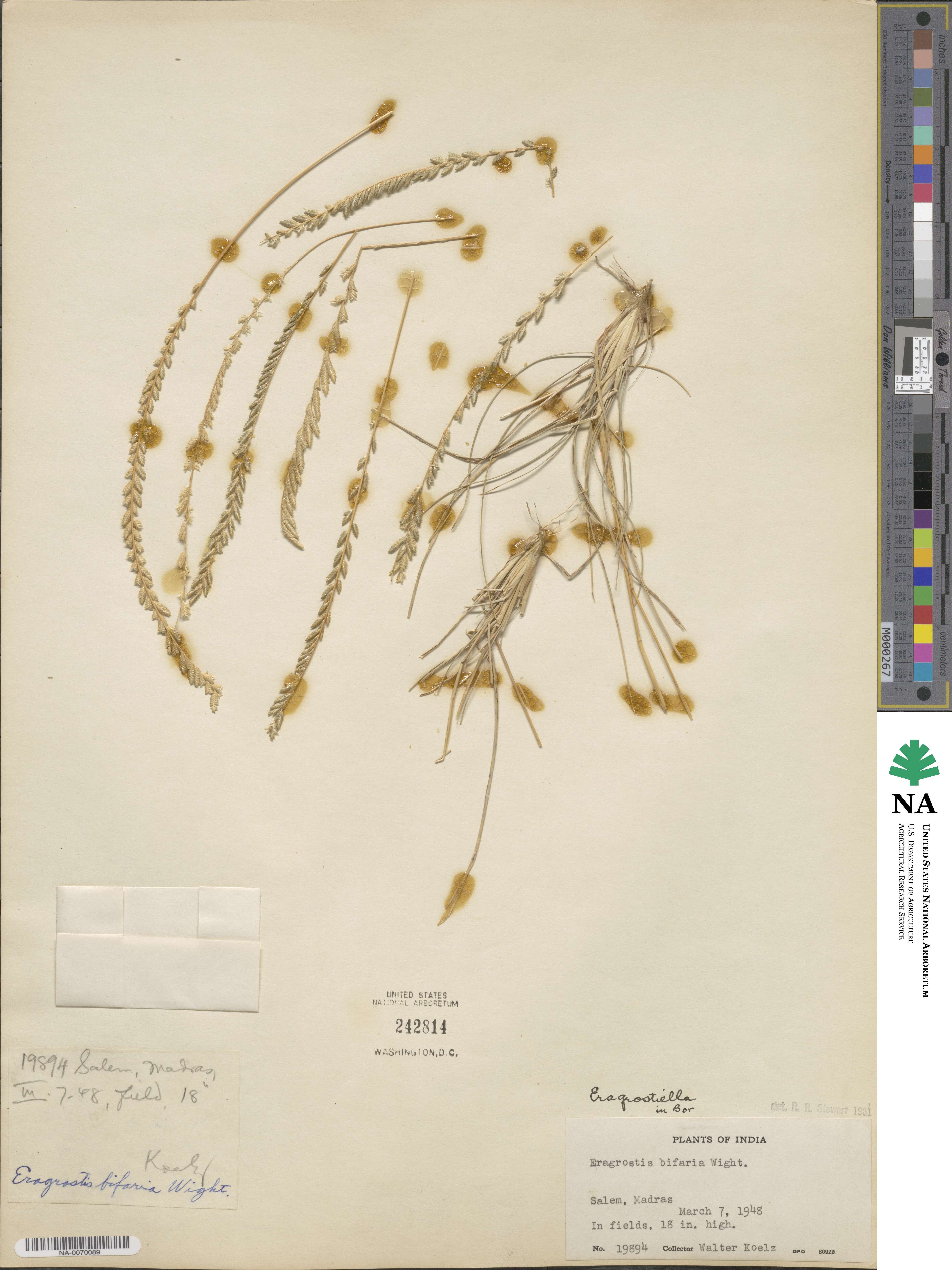Eragrostiella bifaria image