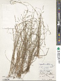 Image of Eragrostis cumingii